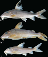 рис. 3: Hassar gabiru: (a) MZUSP 108440, 103.4 mm SL, holotype, riu Curuá, Altamira, PA; (b) INPA26726, 156,6 mm SL, rio Xingu at Ilha do Babaquara, Altamira, PA (c) MZUSP87026, 65,3mm SL, paratype, rio Curisevo, Gaúcha do Norte, MT