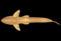 Bild 3: Leptodoras cataniai, paratype, dorsal