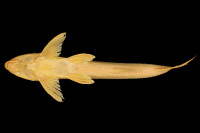 foto 4: Leptodoras cataniai, paratype, ventral