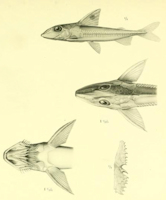Pic. 3: Leptodoras hasemani