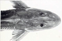 Pic. 3: Leptodoras linnelli - Kopf