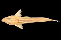 рис. 3: Leptodoras nelsoni, paratype, dorsal