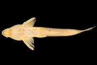 рис. 4: Leptodoras nelsoni, paratype, ventral