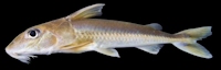 Leptodoras oyakawai