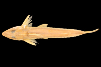 Bild 3: Leptodoras rogersae, paratype, dorsal