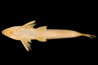 Bild 4: Leptodoras rogersae, paratype, ventral