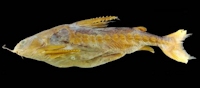 Bild 5: Lithodoras dorsalis