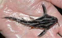 Bild 3: aquarium specimen-wild fish from Peru