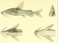 рис. 3: Hemidoras boulengeri Type