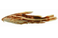 Bild 2: Orinocodoras eigenmanni, Holotype