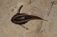 foto 5: Platydoras armatulus vom Rio Claro