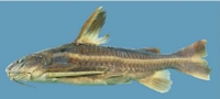 рис. 2: Platydoras brachylecis