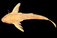 рис. 3: Rhinodoras thomersoni,paratype, dorsal