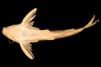 рис. 4: Rhinodoras thomersoni,paratype, ventral