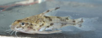 Pic. 3: Scorpiodoras heckelii juvenile, 30.1 mm SL; INPA 43872
