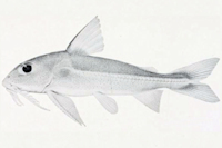 Bild 3: Tenellus leporhinus - Type