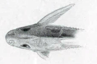 рис. 3: Trachydoras nattereri - Kopf
