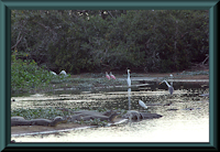 Bild 3: Pantanal