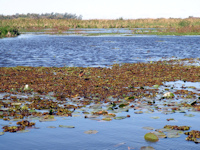 foto 2: Esteros del Iberá