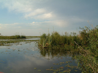 рис. 3: Esteros del Iberá - Iberá marshes