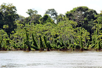 foto 2: rio Branco