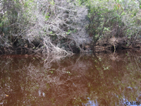 рис. 2: río Casiquiare
