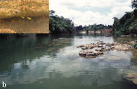 Bild 8: rio Xingu - bei Furo de Ramiro