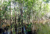 рис. 1: igarapé am lago Aruã