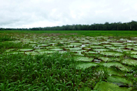 рис. 5: rio Panapuã / Paraná  Panapuã