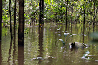 foto 6: rio Tonantins