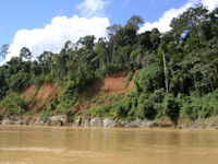 рис. 2: río Madre de Dios - Ufervegetation auf Festgestein und Regenwald auf saprolithisch verwitterten Sedimenten (oben) am Río Madre de Dios
