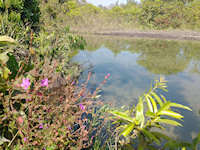 рис. 2: rio Culuene - io Culuene, municipality of Primavera do Leste, Mato Grosso State