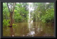 Bild 2: lago Janauari / lake Hyanuary