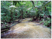 Bild 1: igarapé do Moura - a tributary