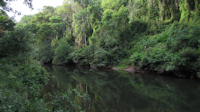 Bild 2: arroyo Piray Guazú - tributary to upper arroyo Piray Guazú on RP16 23 km from
San Pedro (26°35′45.90″ S, 54°16′59.96″ W), 26 November 2016