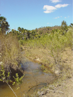 рис. 1: riacho da Volta - Type locality of Ituglanis crispim, riacho da Volta, right tributary to Parnaíba River, Uruçuí, Parnaíba River basin, Piauí, Brazil