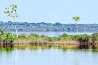 foto 2: paraná Floresta