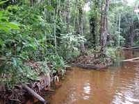 рис. 1: rio Branco - igarapé Rio Branco, type-locality of Farlowella wuyjugu