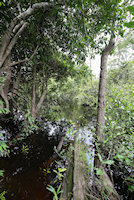 foto 1: igarapé Boa Vista