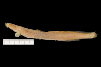 рис. 3: Acentronichthys leptos