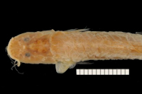 Bild 4: Acentronichthys leptos