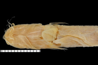 Bild 5: Acentronichthys leptos