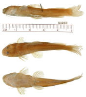 Pic. 3: Brachyglanis nocturnus, holotype