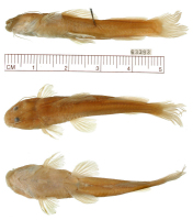 foto 3: Brachyglanis nocturnus, holotype