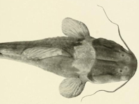 рис. 3: Brachyglanis phalacra