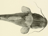 foto 3: Brachyglanis phalacra