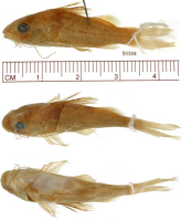 рис. 3: Brachyrhamdia imitator, holotype