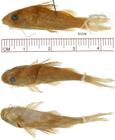 foto 3: Brachyrhamdia imitator, holotype