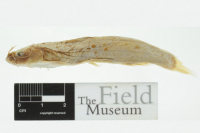 Cetopsorhamdia boquillae, holotype, lateral