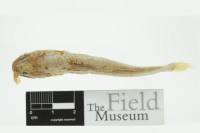 foto 3: Cetopsorhamdia boquillae, holotype, dorsal